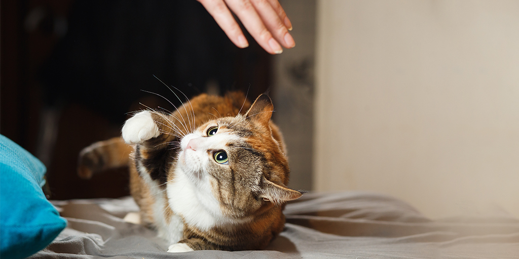 Researchers suggest guidelines for pet owners in cat-human interactions